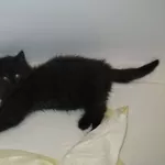 Озорной и беззаботный чёрный котик хочет домой